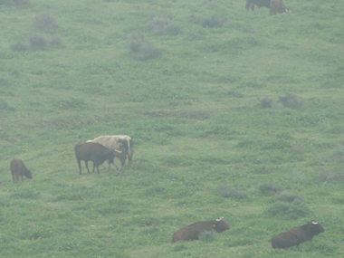 Bulls grazing close to Medina Azahara