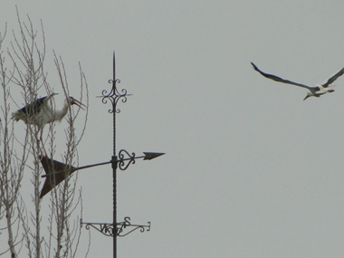 Storks in Medina Azahara