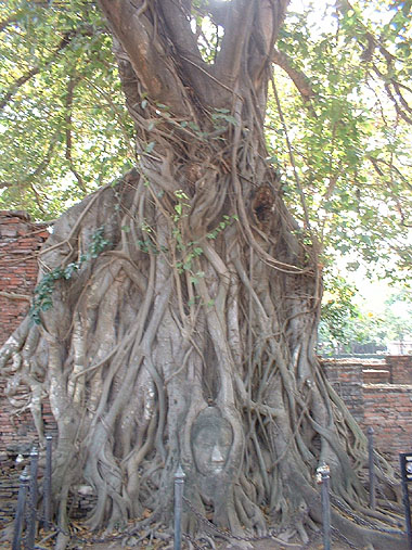 Cabeza de Buda en Wat Maha That