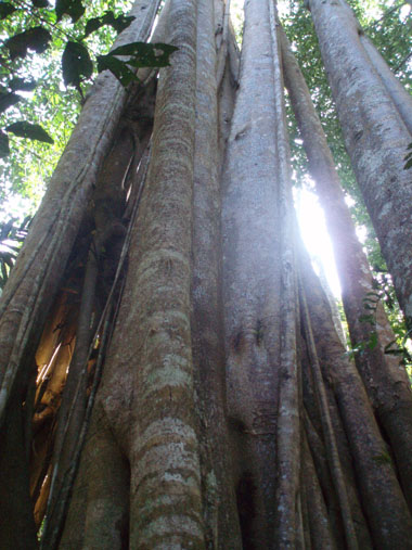 Strangler tree which has eeaten the tree was in the middle