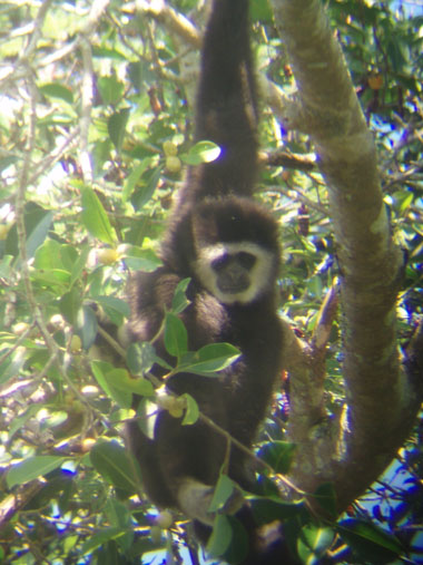 Gibbon