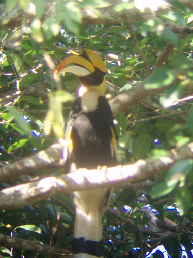 Hornbill