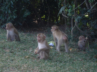 Macaques in Khao Yai