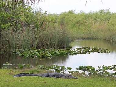Alligator suelto en Everglades