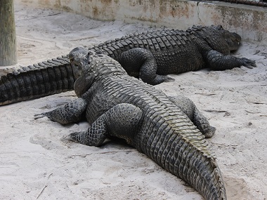 Grandes aligators en la demostración