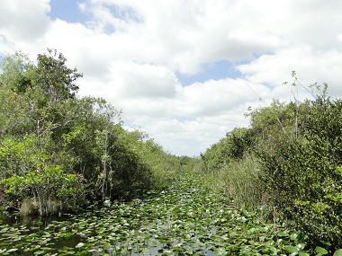 Paisaje de Eveglades