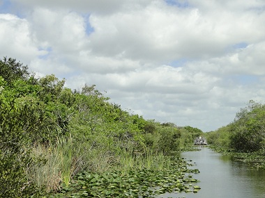 Paisaje de Eveglades