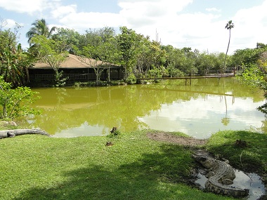 Foso de reptiles en Everglades
