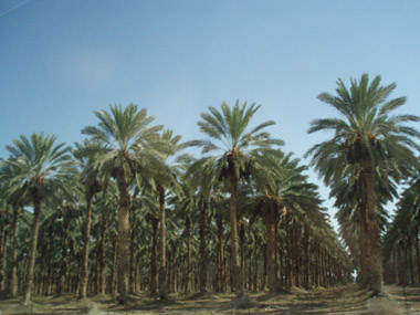 Palmeral en Israel