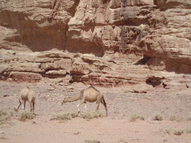 Camellos en Wadi Rum