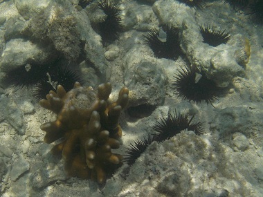 Diani Beach underwater