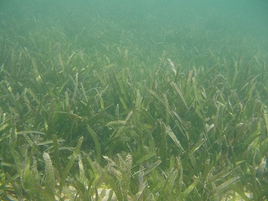 Diani Beach underwater