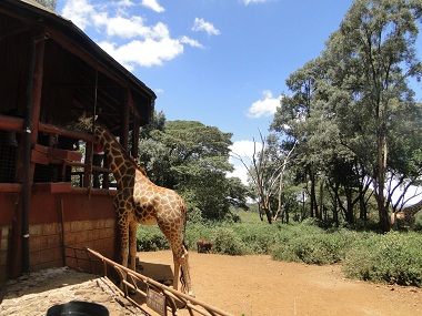 Giraffe Center