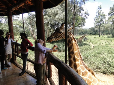 Giraffe Center