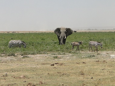 Elefante en Amboseli