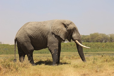 Elefante en Amboseli