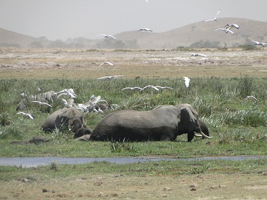 Elefantes en Amboseli