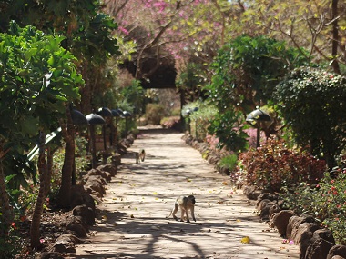 Monos por el Amboseli Sopa Lodge