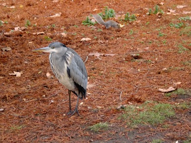 Heron in St. James Park