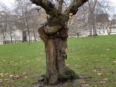 Squirrels in St. James Park