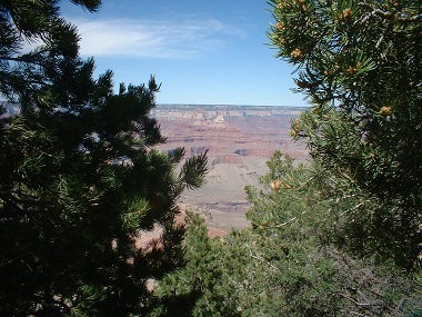 Gran Cañón del Colorado entre pinos
