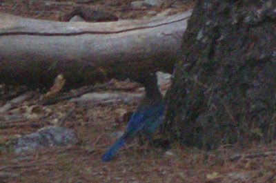 Blue bird in Yosemite