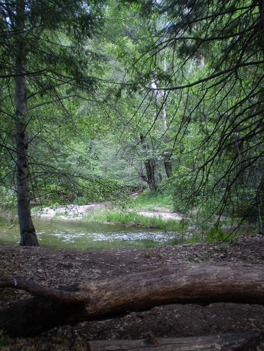 Bosque en el camino a Lower Fall