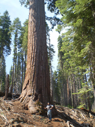 Yo y una secuoya