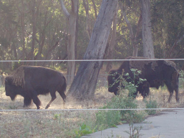 Bisontes en Golden Gate Park