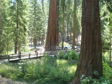 Mariposa Grove trail