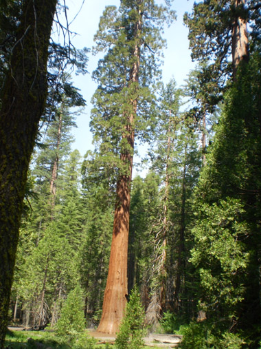 Secuoya en Yosemite